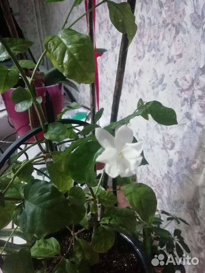 Жасмин самбак