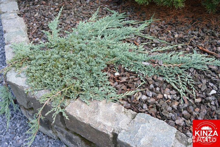 Можжевельник стелящийся для дачи и дома