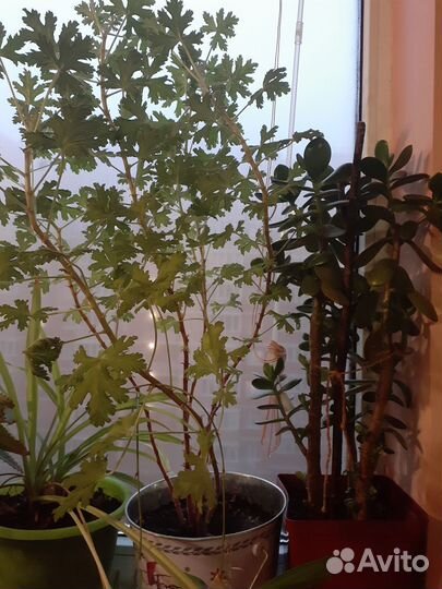 Герань душистая