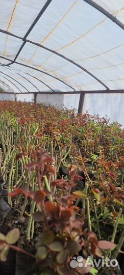 Кустовые розы саженцы