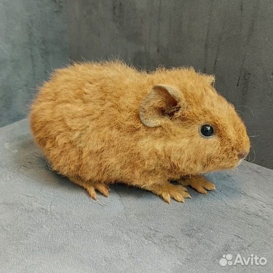 Морские свинки Американский Тедди