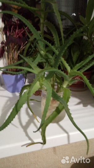 Алоэ древовидное