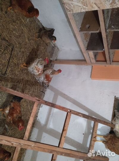 Продам петушков