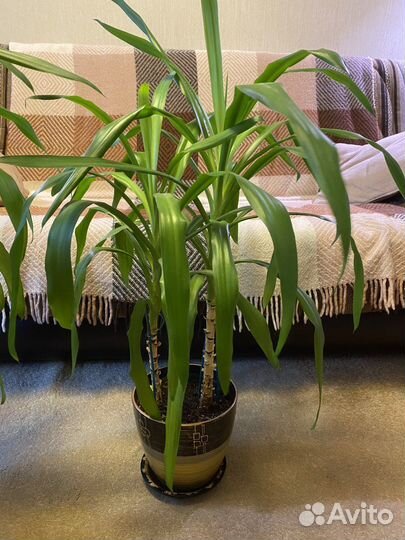 Юкка в керамическом горшке