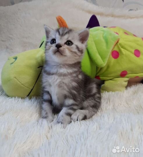 Шотландские вислоухие и прямоух котята.Есть выбор