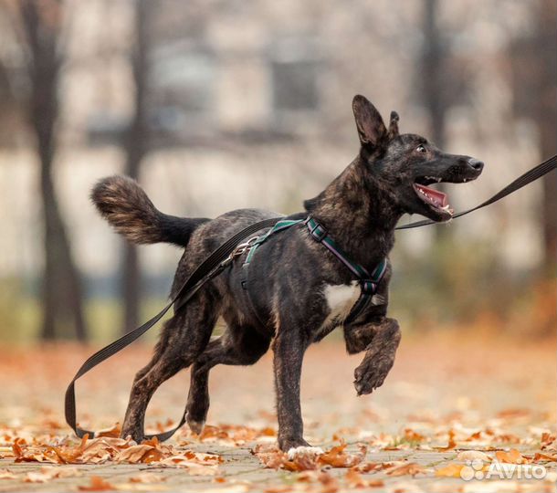 Собака из приюта в добрые руки