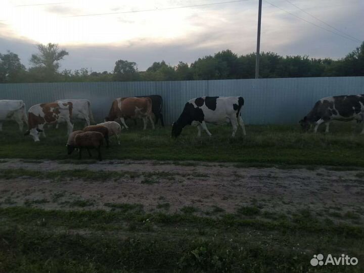 Коровы дойные молочные