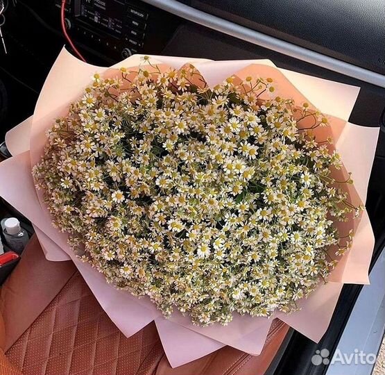 Цветы ромашки