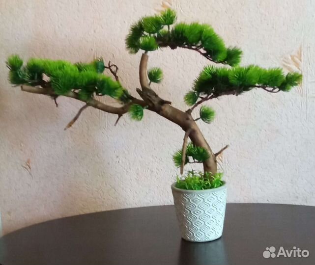 Дерево бонсай