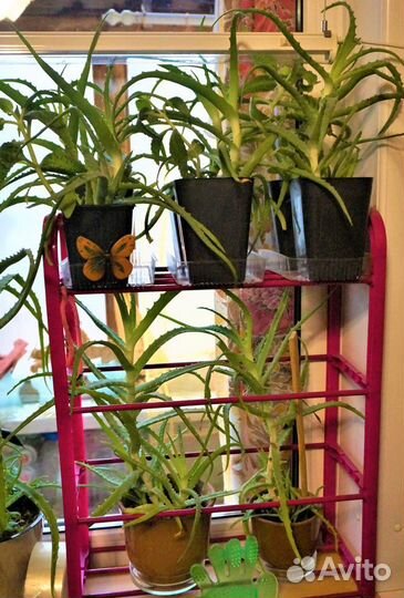 Алоэ лекарственное (3 года) И алоэ вера