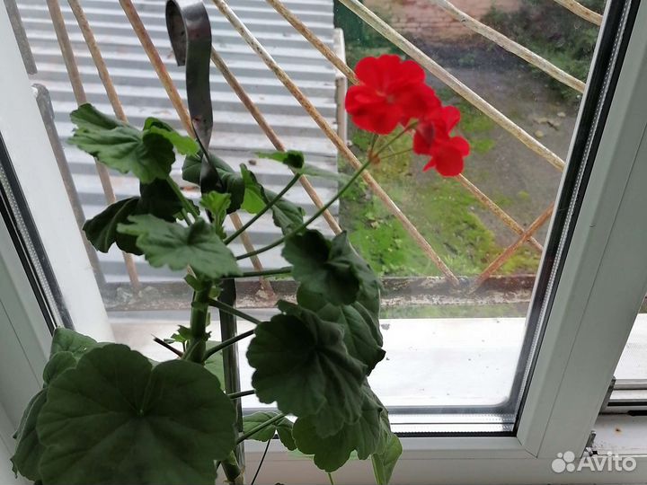 Пеларгония герань