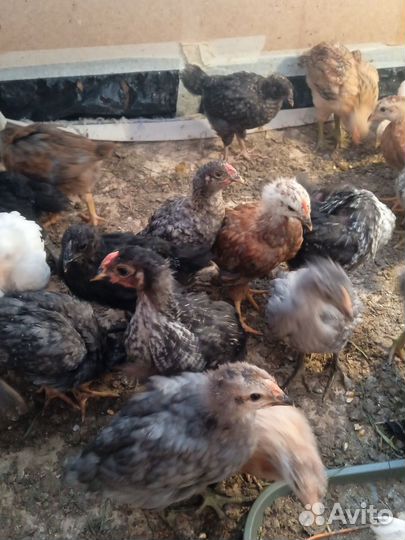 Цыплята несушки подрощенные