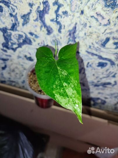 Домашние растения