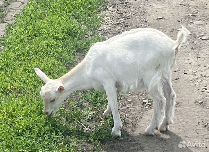 Козлята