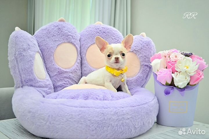 Чихуахуа микро мальчик