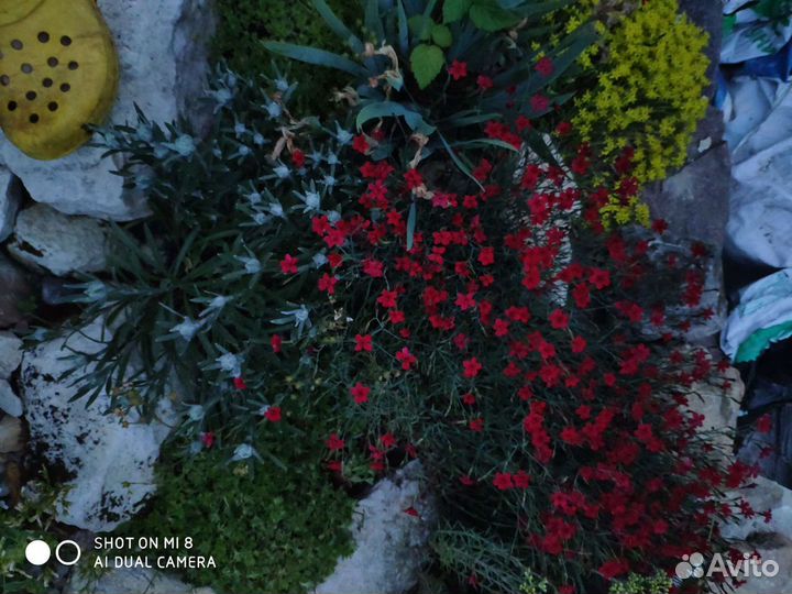 Гвоздика альпийская