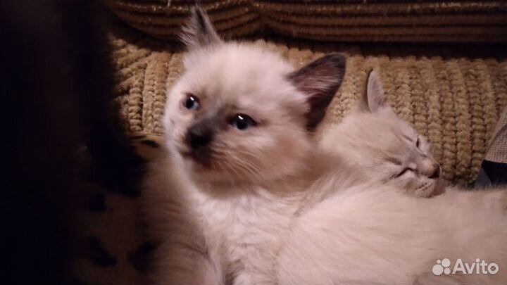 Котёнок с тёмным носиком