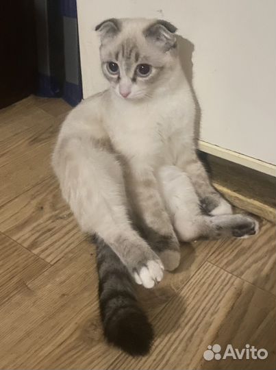 Вислоухая кошечка