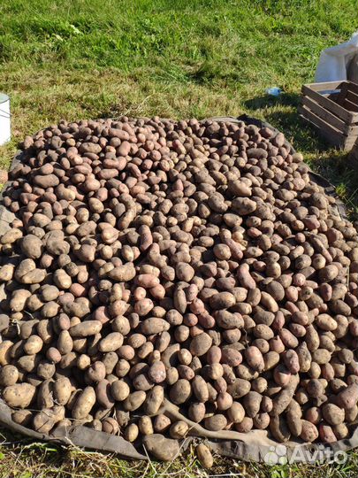 Картофель домашний вкусный