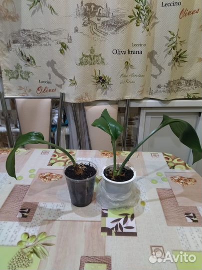 Комнатные цветы эухарис