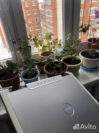 Дисплей ноутбука Dell inspirion 1501