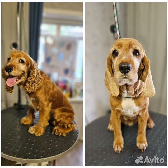 Стрижка животных на дому