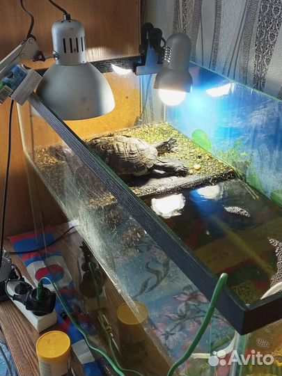 Черепаха с аквариумом
