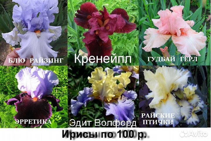 Ирисы бородатые