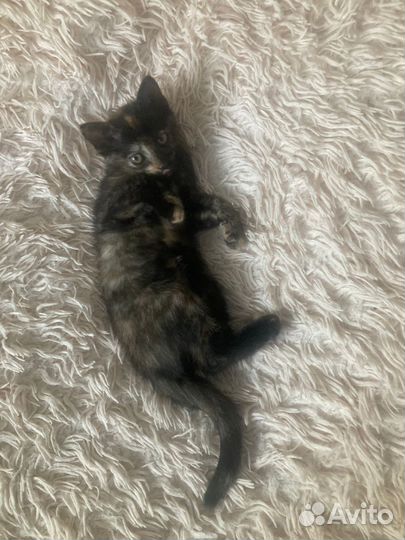 Котенок девочка в дар