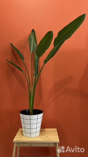 Стрелиция регина