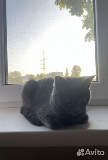 Отдам кошечку