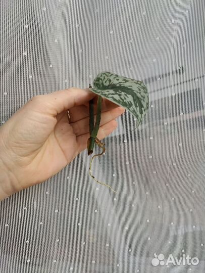 Сциндапсус пиктус