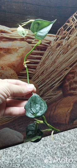 Филодендрон Брандтианум