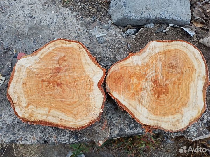Торцевые спилы деревьев, дрова