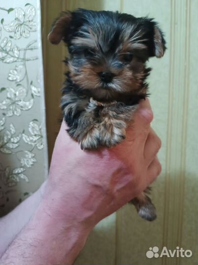 Йорко - детки