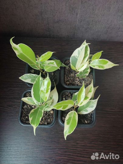 Фикус Мунлайт (*Мурманск)