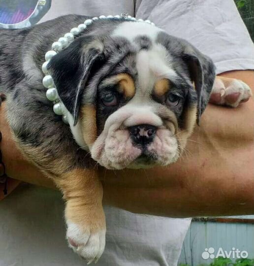 Девочка красавица мерле