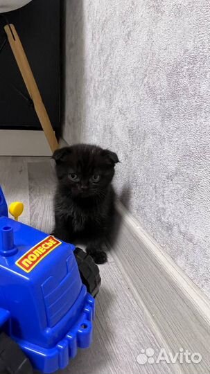 Вислоухие котята