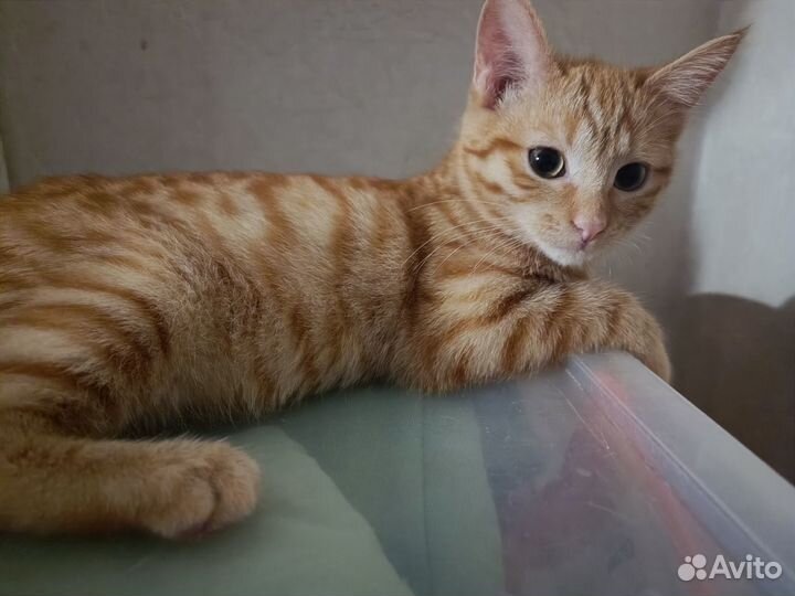 Рыжий котенок мальчик екатеринбург