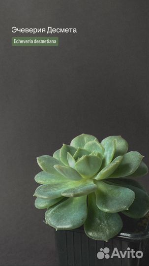 Суккуленты часть 3