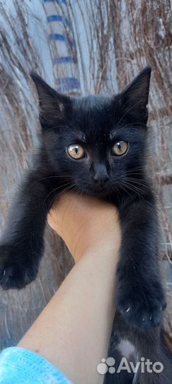 Котята