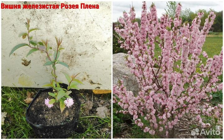 Саженцы декоративных многолетников