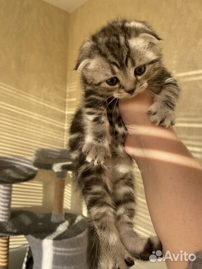 Шотландский вислоухий котенок