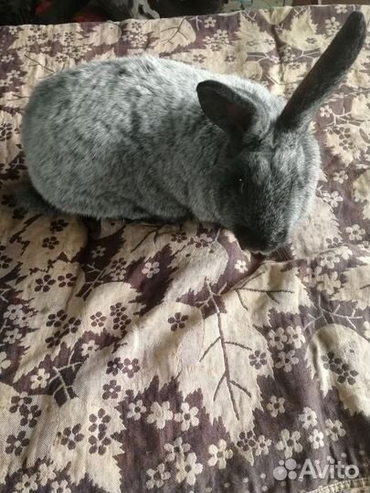 Кролики - Серебро