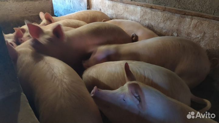 Мясо свинины