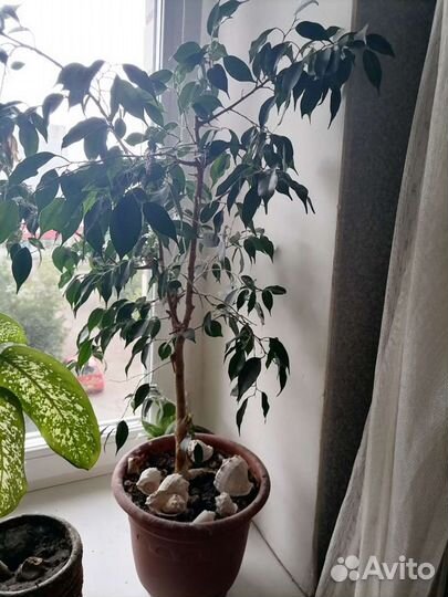 Цветы. Фикус бенджамина большой и другие