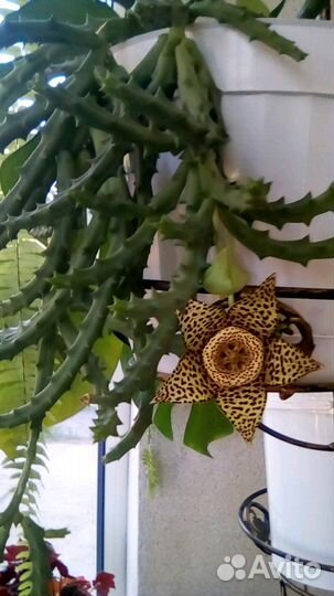 Кактус и декабрист