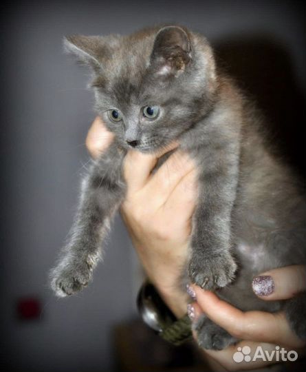 Котенок девочка