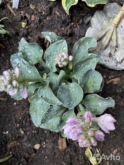 Хоста почтой