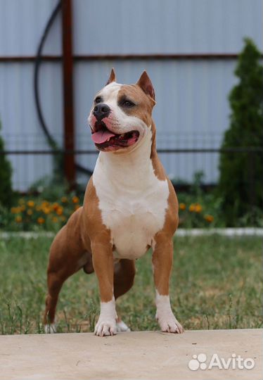 Стаффордширский терьер